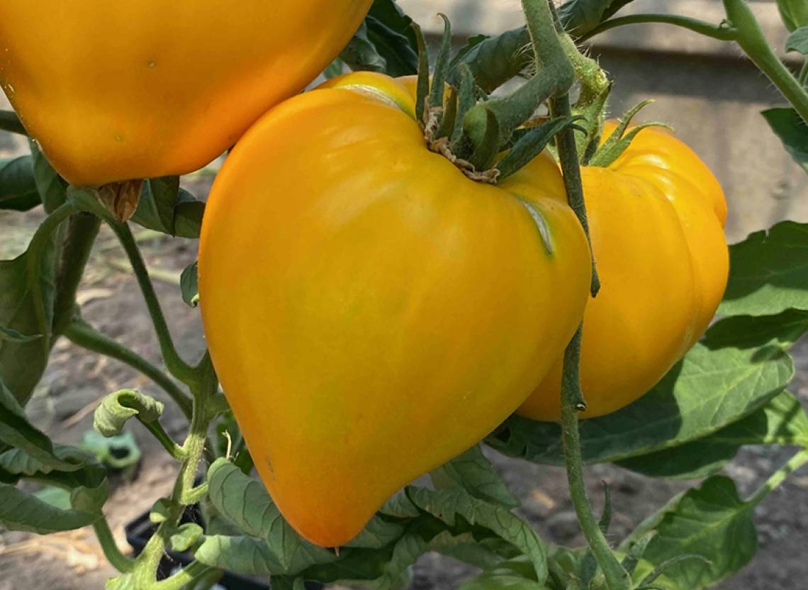 tomato tornado presto